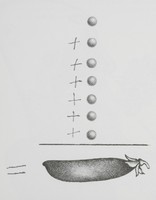 Petits-Pois (l'addition), dessin publié dans <em>Linnéaments</em> de André Balthazar et Roland Breucker paru aux Editions Le Daily-Bul en 1997
